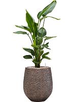 Стрелиция Николая H120 D26 см