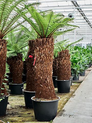 Диксония антарктическая Диксония антарктическая