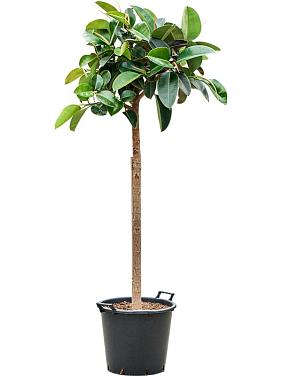 Фикус Эластика Робуста