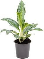 Аглаонема Эмеральд Стоун H40 D12 см Аглаонема Эмеральд Стоун H40 D12 см