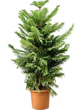 Араукария разнолистная Хетерофилла Араукария разнолистная Хетерофилла