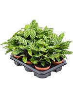 Калатея Фредди H30 D12 см