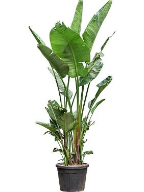 Стрелиция Николая