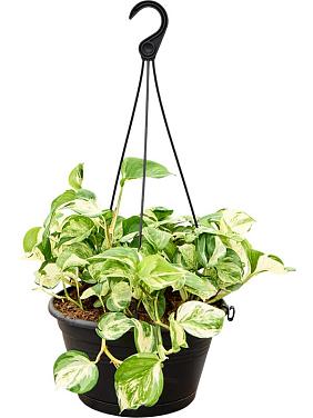 Эпипремнум Манжула вариегата ампельный Эпипремнум Манжула вариегата ампельный