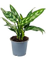 Аглаонема Мария H35 D12 см