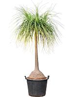 Нолина (Бокарнея отогнутая) H220 D55 см