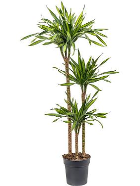 Драцена Фрагранс Рики 3 ствола