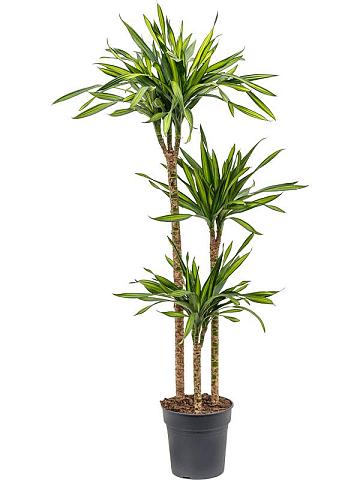 Драцена Фрагранс Рики 3 ствола