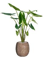 Алоказия Зебрина H95 D24 см