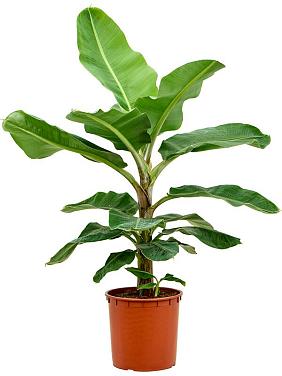 Банан карликовый Муса Кавендиш Банан карликовый Муса Кавендиш