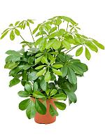 Шеффлера Нора H45 D13 см