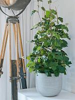 Кашпо Ridged horizontally cody s cement D28 H25 см