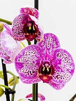 Фаленопсис микс 2 ствола H70 D12 см