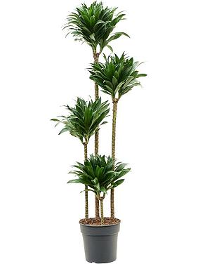 Драцена Фрагранс Компакта 4 ствола Драцена Фрагранс Компакта 4 ствола