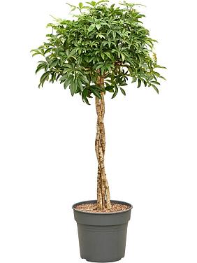 Шеффлера Компакта переплетенная Шеффлера Компакта переплетенная