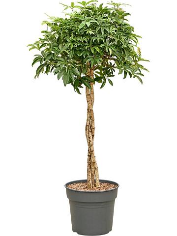 Шеффлера Компакта переплетенная