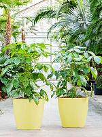 Кашпо Baq ecoline phoenix regular couple D43 H42 см