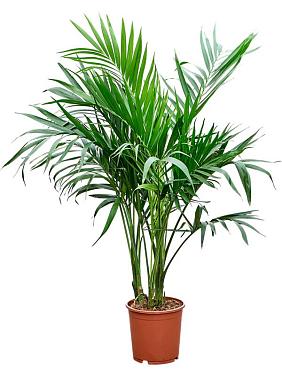 Хамедорея каскадная Cтелла