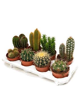 мини-кактусы микс (набор 8 шт) мини-кактусы микс (набор 8 шт)