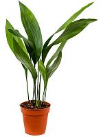 Аспидистра Элатиор высокая H55 D13 см
