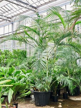 Арека Хризалидокарпус (Дипсис желтоватый) Арека Хризалидокарпус (Дипсис желтоватый)