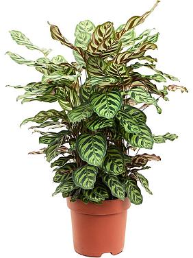 Калатея Макояна (Макоя) Калатея Макояна (Макоя)