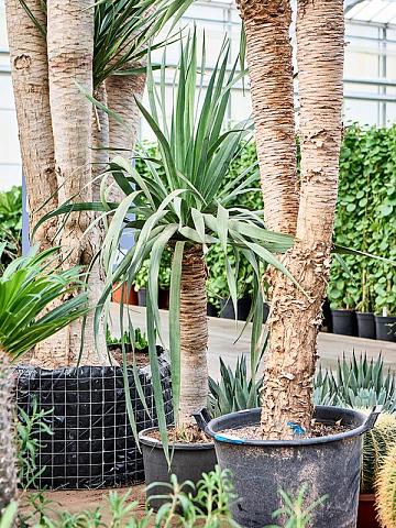 Драцена Драконовая (Драконово дерево) Драцена Драконовая (Драконово дерево)