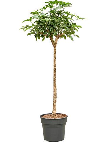 Шеффлера Компакта