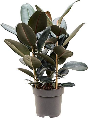 Фикус Эластика Абиджан 3 ствола