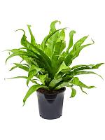 Асплениум Антикум H40 D17 см