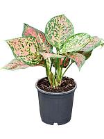 Аглаонема Венус H30 D13 см