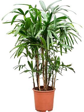 Рапис высокий Рапис высокий