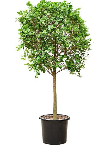 Фикус Микрокарпа Мокламе Фикус Микрокарпа Мокламе