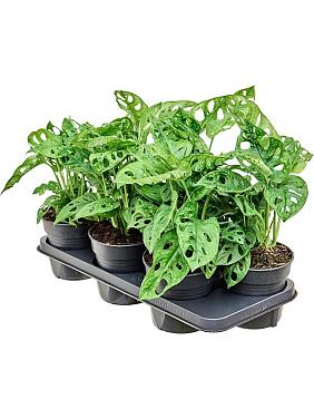 Монстера Адансона косая Монстера Адансона косая