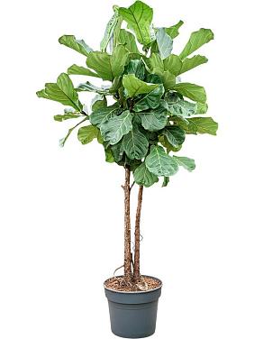 Фикус Лирата