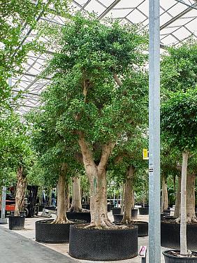 Фикус Микрокарпа Нитида Фикус Микрокарпа Нитида