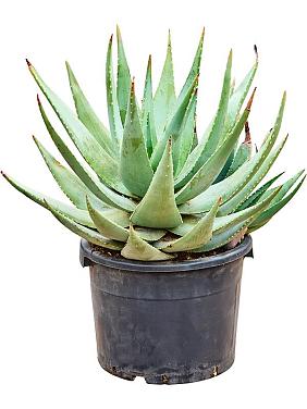 Алоэ Комптона Алоэ Комптона