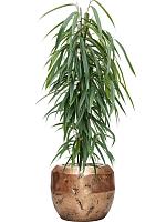 Фикус Бенедикта Али H110 D21 см