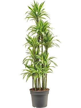 Драцена Фрагранс Лемон Лайм карусель Драцена Фрагранс Лемон Лайм карусель