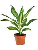 Драцена Фрагранс Чинто H35 D12 см