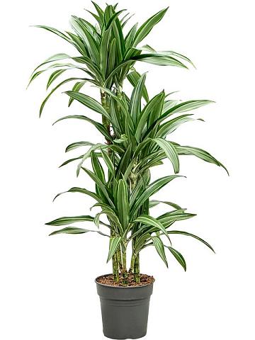 Драцена Фрагранс Улисес 3 ствола