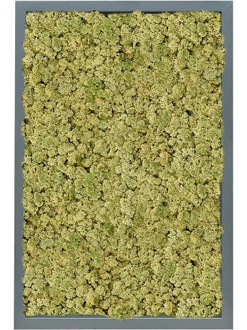 Картина из мха mdf ral 7016 satin gloss 100% reindeer (oldgreen) Картина из мха mdf ral 7016 satin gloss 100% reindeer (oldgreen)