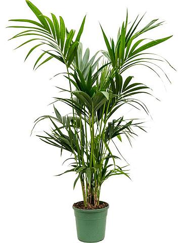 Ховея Форстера