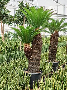 Цикас Революта