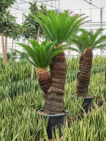 Цикас Революта Цикас Революта