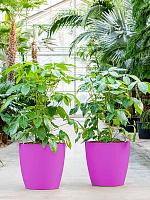 Кашпо Baq ecoline phoenix regular couple D33 H28 см