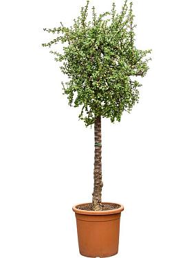 Портулакария Афра африканская Портулакария Афра африканская