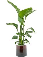 Стрелиция Николая H75 D21 см