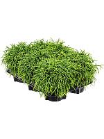 Рипсалис Бацифера Оазис H20 D12 см