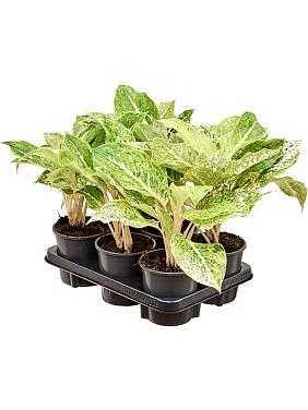 Аглаонема Вайт Лаксап Аглаонема Вайт Лаксап